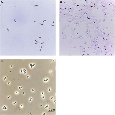 Clostridium strain FAM25158, a unique endospore-forming bacterium related to Clostridium tyrobutyricum and isolated from Emmental cheese shows low tolerance to salt